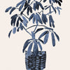 Schefflera Blues