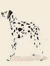 P & C Dalmation